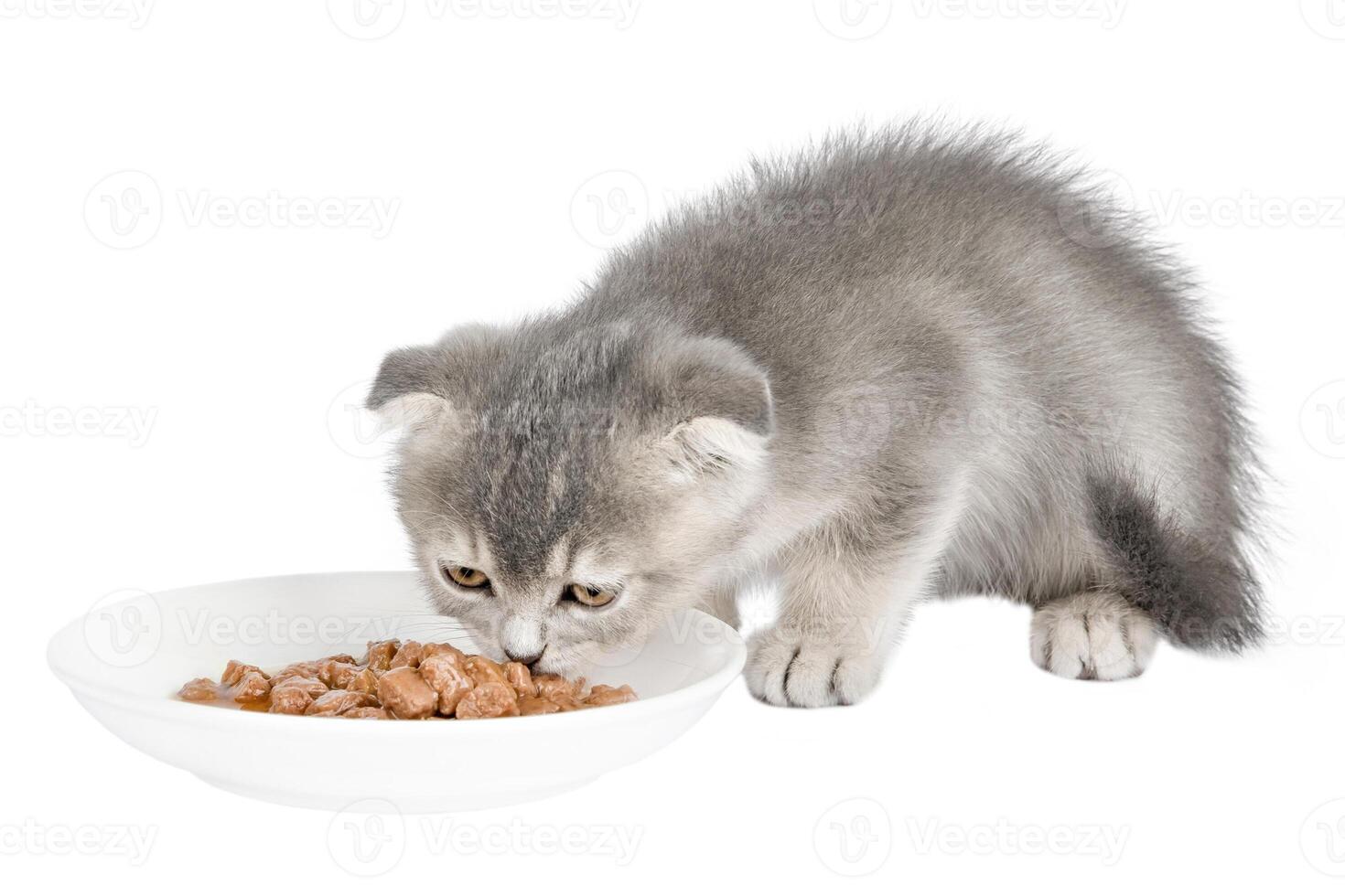 cute gray kitten eating from a saucer isolated photo