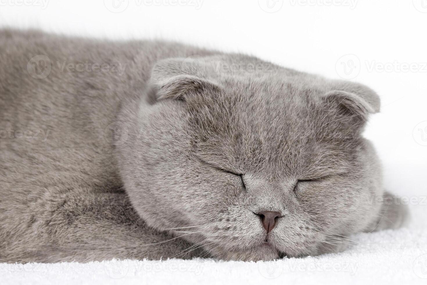 cute gray Scottish fold cat sleeping on a light background photo