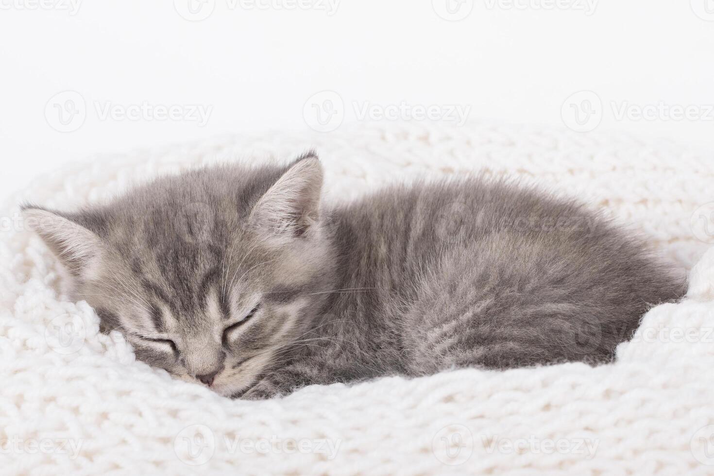 gray cute kitten sleeps on a white knitted scarf photo