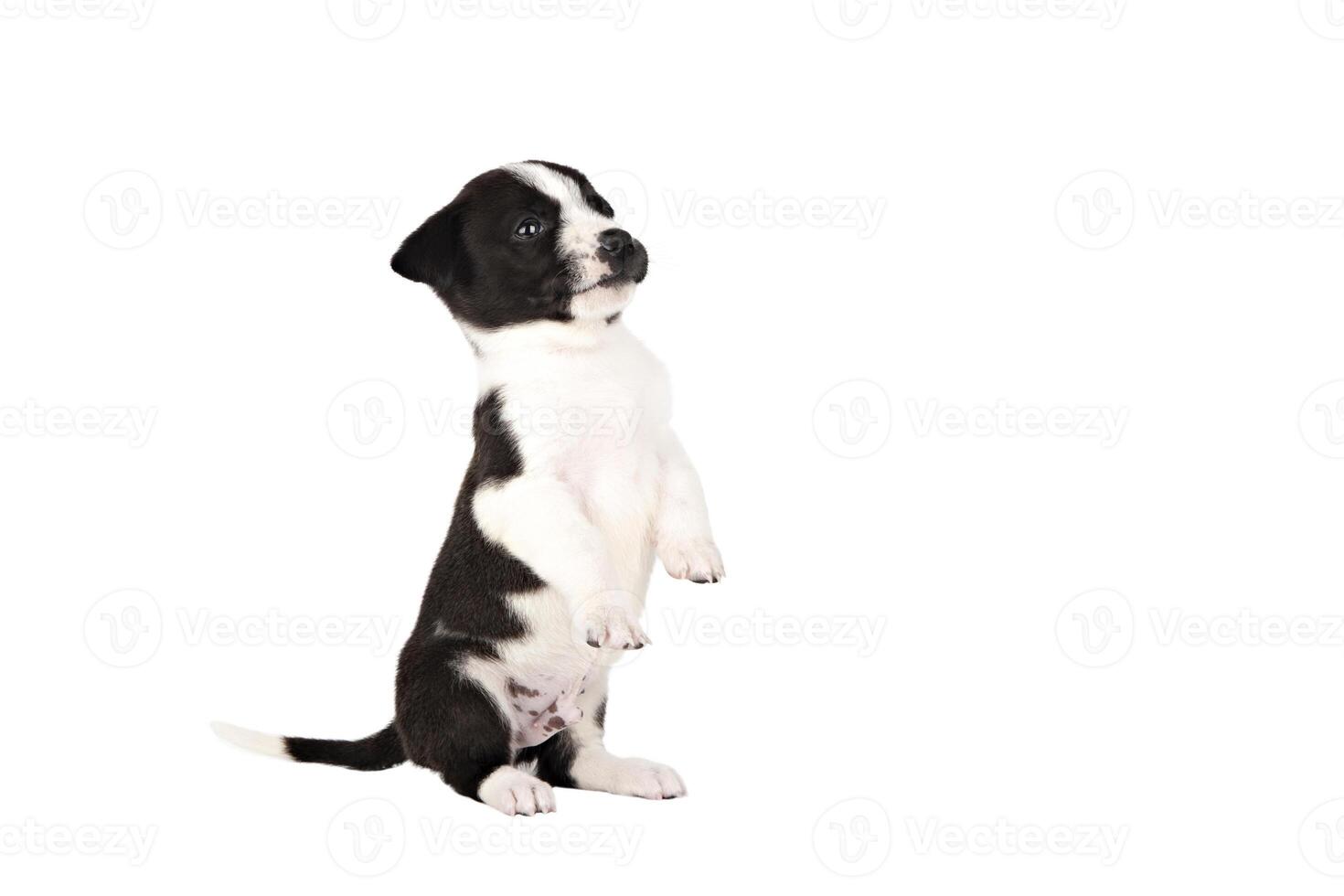 Cute puppy standing on his hind legs isolates photo