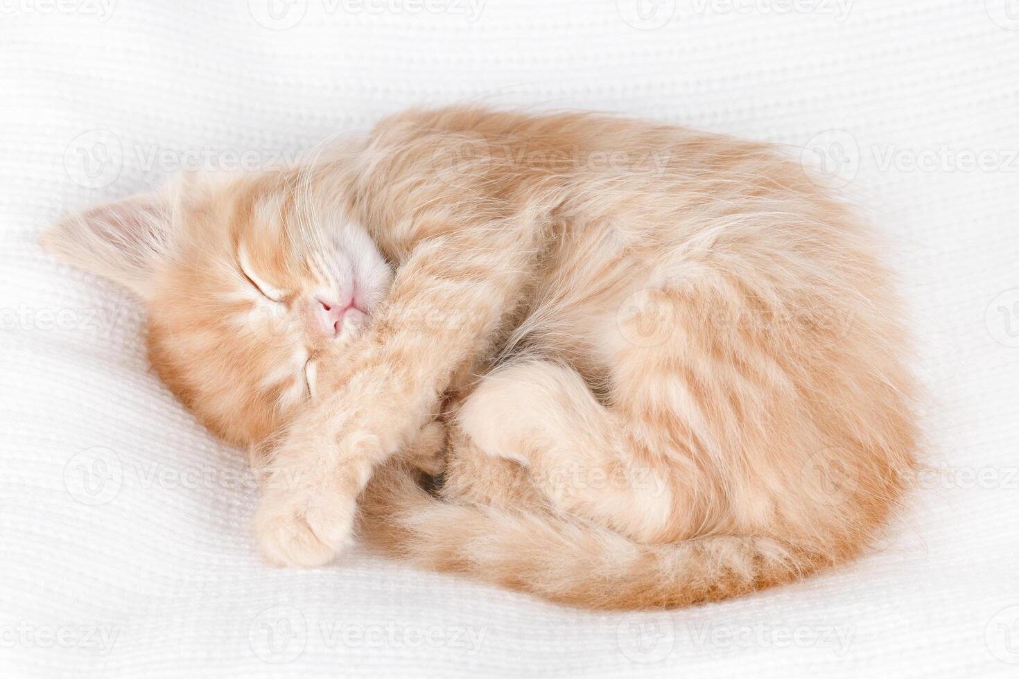 cute red kitten sleeping on a light background photo