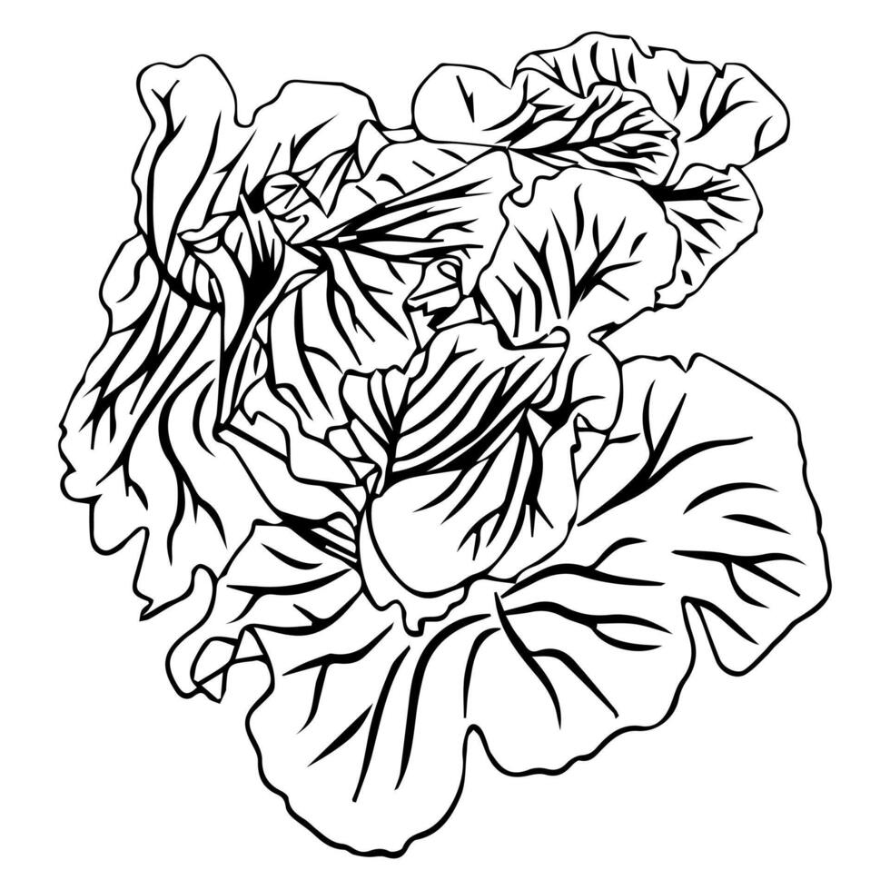 Lush foliage of white cabbage with unset fruit. Doodle style. vector
