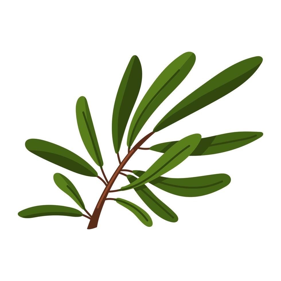 a branch of olives. A long branch with many leaves. Flat color illustration on a white background. A broken branch, nature. A decorative element for decoration. Holidays for making molds vector