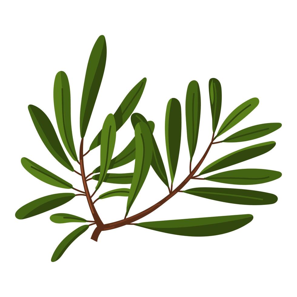 a branch of olives. A long branch with many leaves. Flat color illustration on a white background. A broken double branch, nature. A decorative element for decoration. Holidays for making molds vector