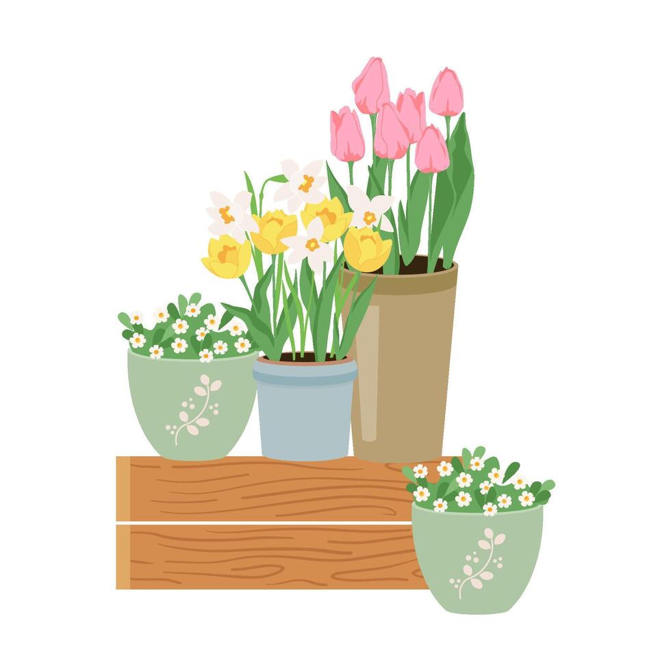 Early spring garden flowers in pots. Floral design elements for Happy women's day March 8, Valentine's Day, birthday. Blooming pink tulips isolated on white vector