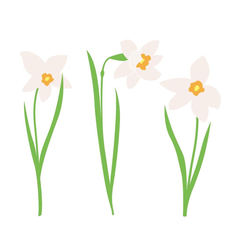 Daffodil or Jonquil spring flowering plant with white flower and leaves. set early spring design elements for Happy women's day, Easter or Mother's day on a white background vector