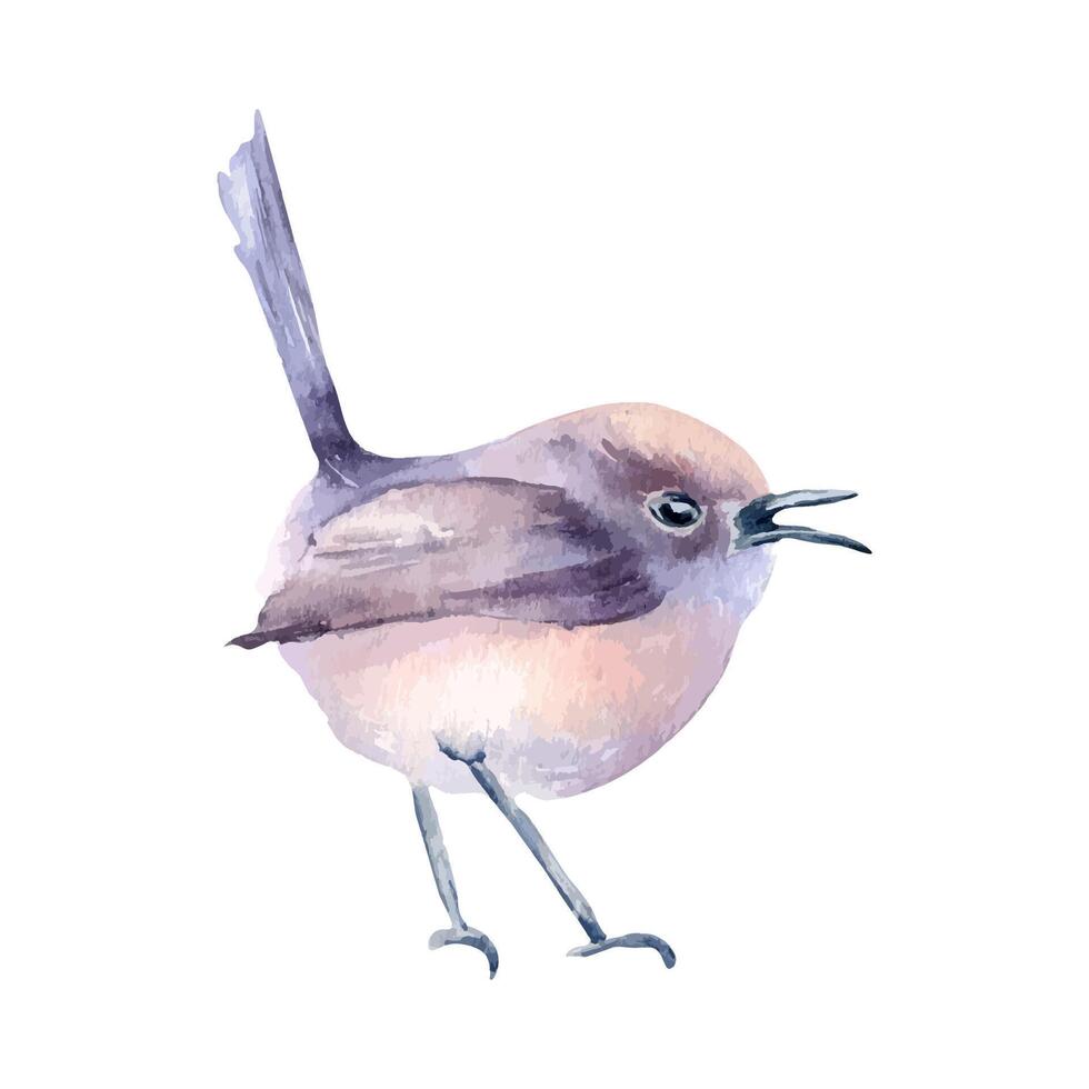 Small bird a round body and soft purples and pastel pinks plumage hand drawn watercolor. Singing bird with tail raised and beak open in botanical sketch illustration. Nature themed art designs. vector