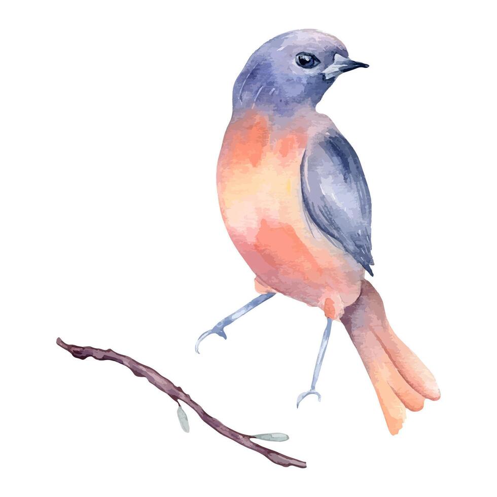 Painted watercolor bird with pastel colors orange, purple blue plumage. Tiny colorful bluebird with orange pink breast botanical sketch illustration. painted. Swallow stands and twig painted. vector