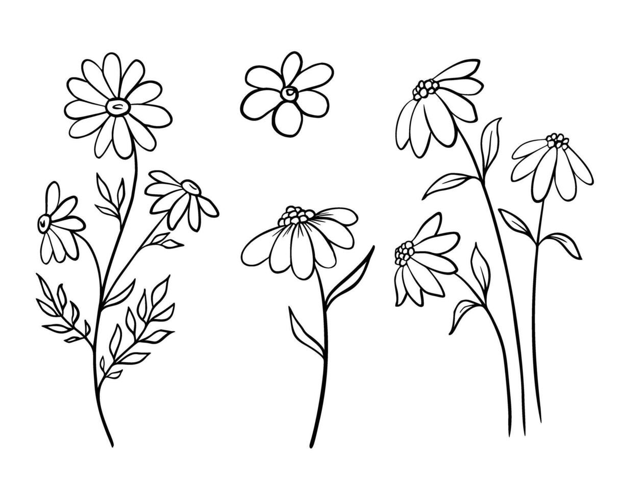 Sketch of Chamomile set. Engraved blooming Daisy flowers. Hand drawn drawing with wild herbs in doodle style in monochrome black and white colors vector