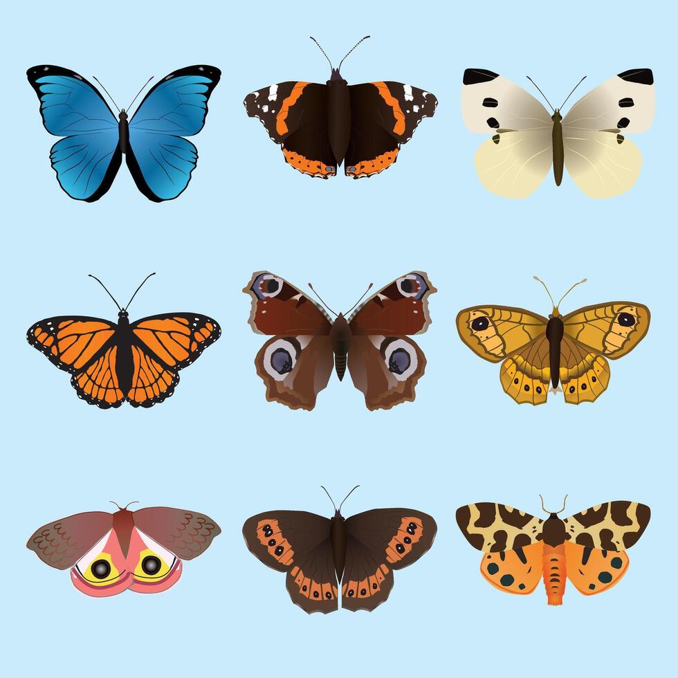 A collection of butterflies and moths. There is a Morpho menelaus a Vanessa atalanta an Arran brown a small white, a viceroy, an European peacock, A wall brown, a garden Tiger moth and an io moth vector