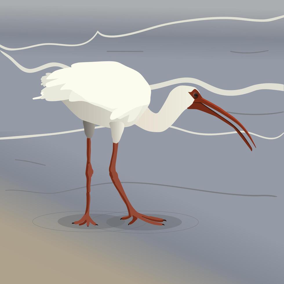 An illustration of an American white ibis wading. He is walking on a wet surface. vector