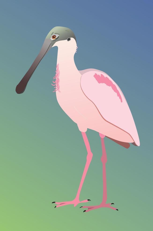 An illustration of a Roseate spoonbill. The bird is standing and you see the bird from his side. He is looking to the left. Cut out on a blue green gradient background. vector