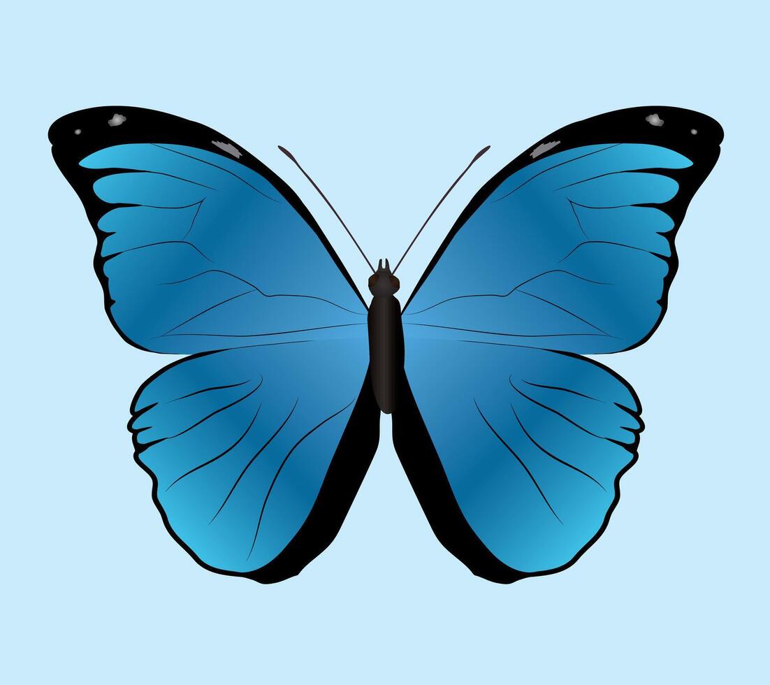 Morpho menelaus butterfly or Menelaus blue morpho on a light blue background. Dorsal view. vector