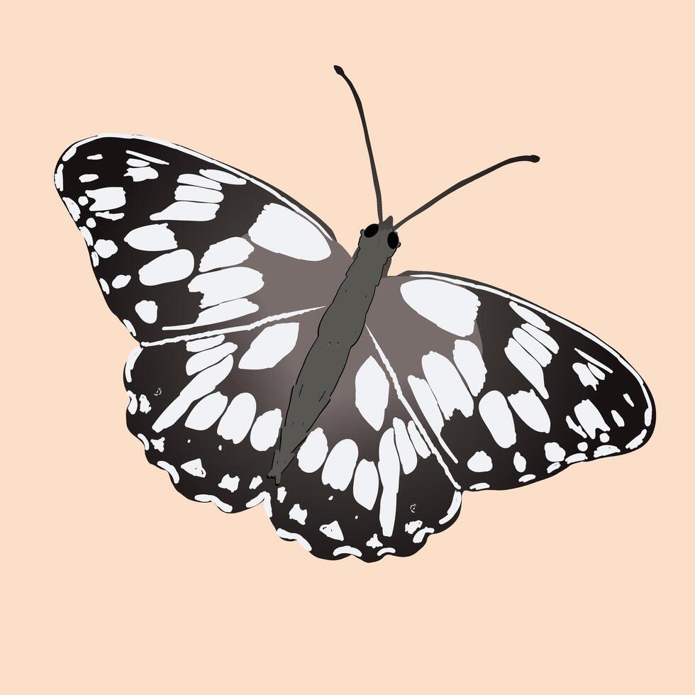 Melanargia galathea or the marbled white butterfly. Single animal on a soft orange background. The insect is slanted. vector