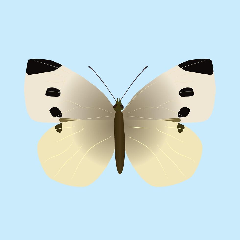 Pieris rapae or small white butterfly. The insect is cut out on a blue background vector
