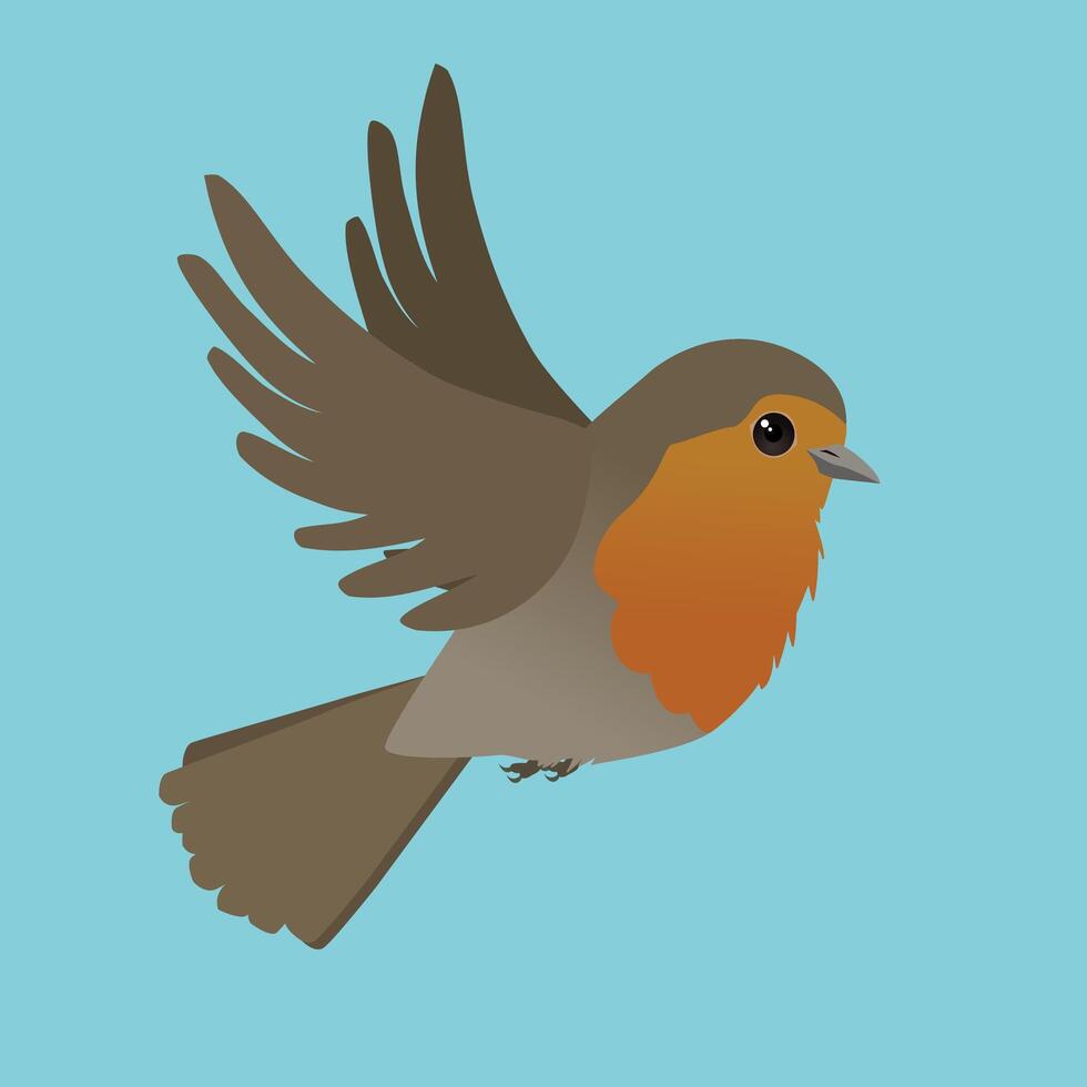 An illustration of a flying robin on a light blue background, his wings are up in the air. vector