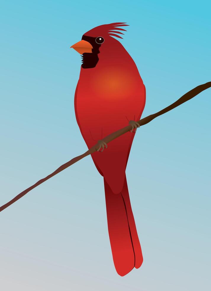 A Northern cardinal bird on a branch vector