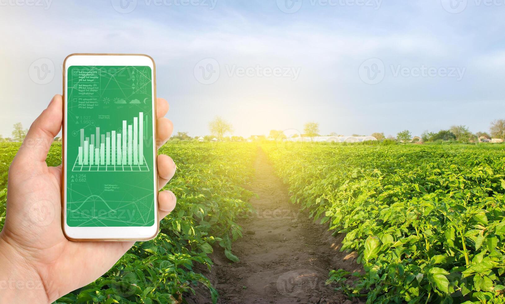 Farmer collects information from farm fields. IoT Internet of things in agriculture, innovative technologies in farming. Analytics and forecast, analysis of sensor readings. Growing organic vegetables photo