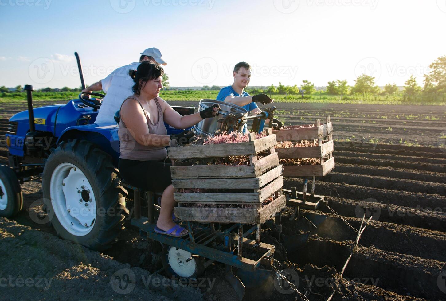People on the tractor are planting potatoes. Automation of the process of planting potato seeds. High efficiency and speed. New technological solutions to simplify work. Agroindustry and agribusiness. photo