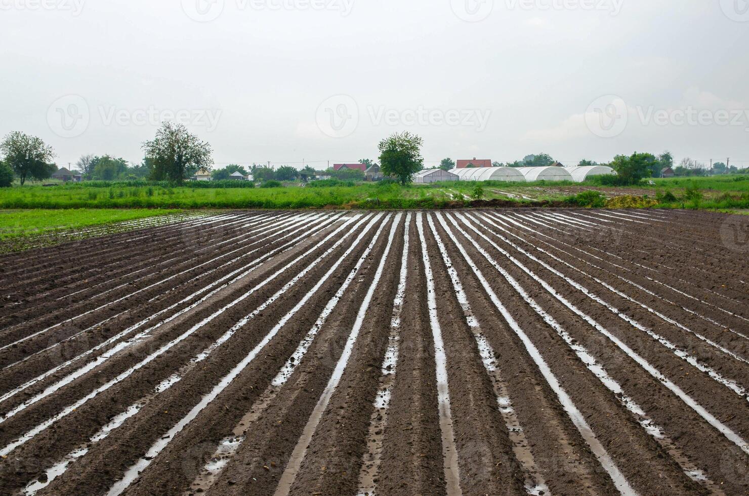 Farm field is flooded with heavy torrential rains. Destruction of crops and damage to agriculture. Unstable weather, strong showers and storms. Damage to farms and the agroindustry. Farming, landscape photo