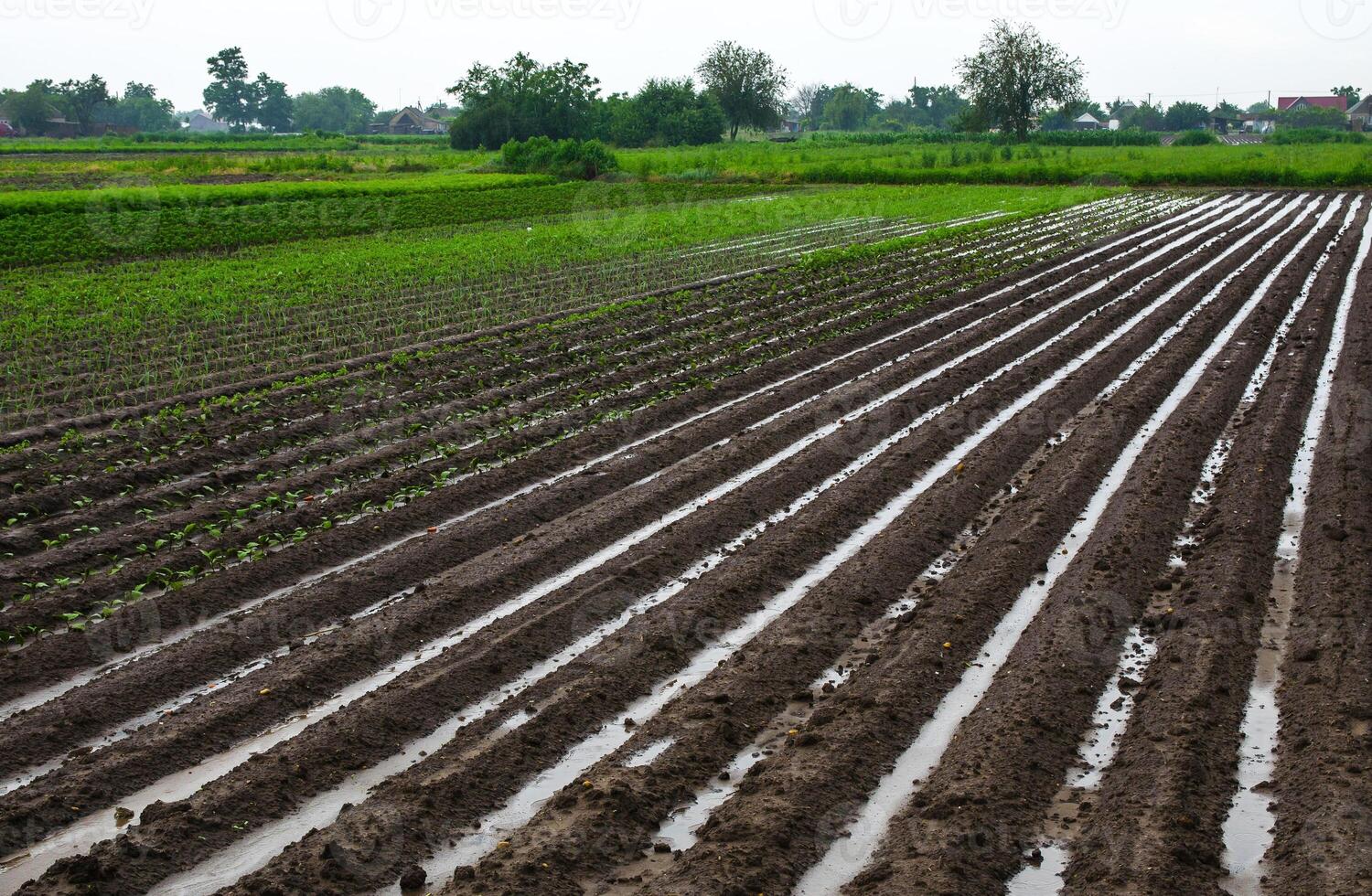 Farm field is flooded with ridges filled with water. Destruction of crops and damage to agriculture. Unstable weather, strong showers and storms. Damage to farms and the agroindustry. Farming photo