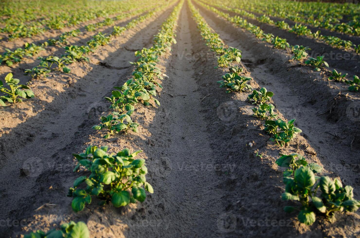 Rows of small potato bushes on a farm plantation. Agribusiness organic farming. Landscape with agricultural land. Vegetable rows. Growing food for sale. Olericulture. Agriculture and agro industry. photo