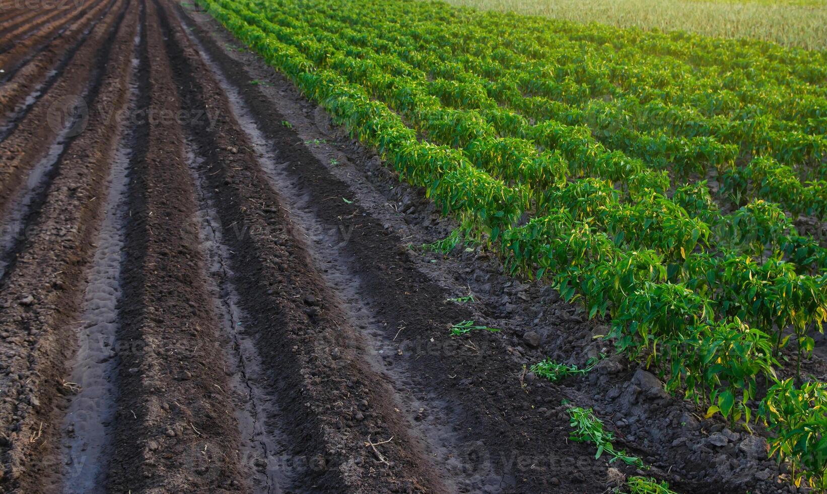 Rows of pepper plantation in a farm field. Industrial growing vegetables on open ground. Agroindustry. Farming agriculture. Agronomy. Cultivated crop. Planting seedlings photo