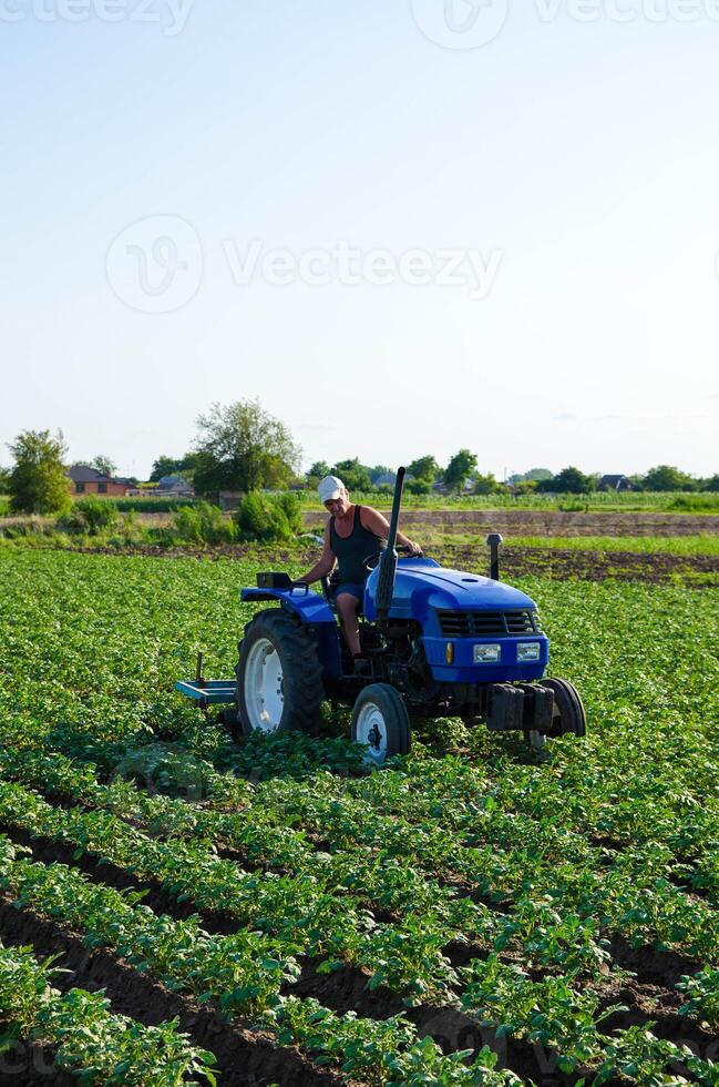 A farmer on a tractor cultivates a potato plantation. Agroindustry and agribusiness. Farm machinery. photo