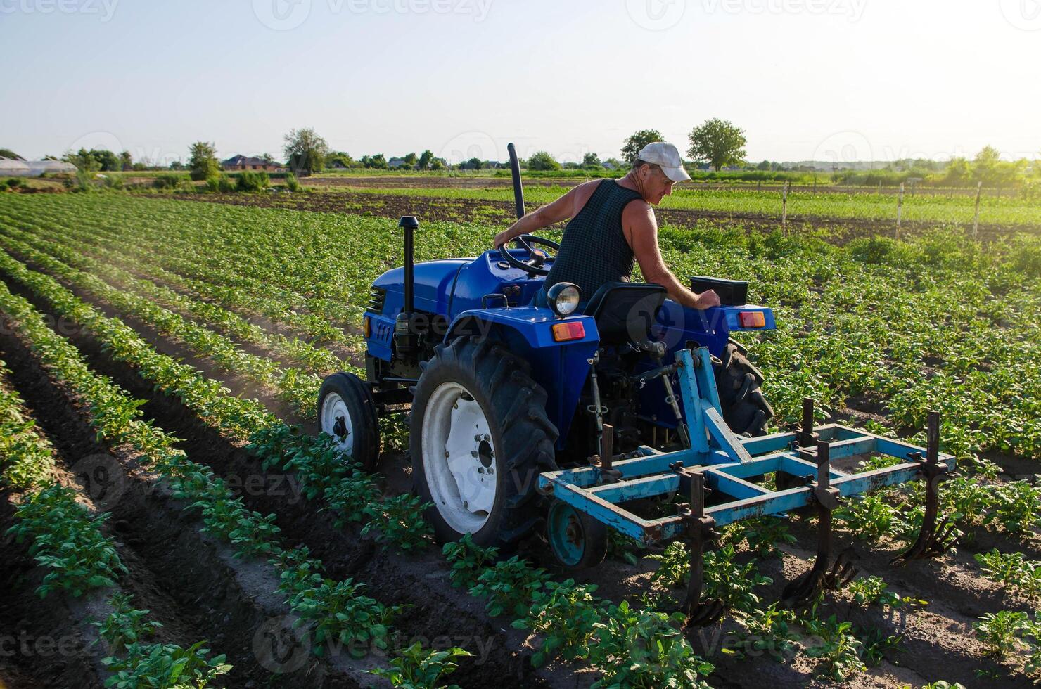 A farmer on a tractor cultivates a potato plantation. Young potatoes bushes Agroindustry and agribusiness. Farm machinery. Plowing and loosening ground. Crop care, soil quality improvement. photo