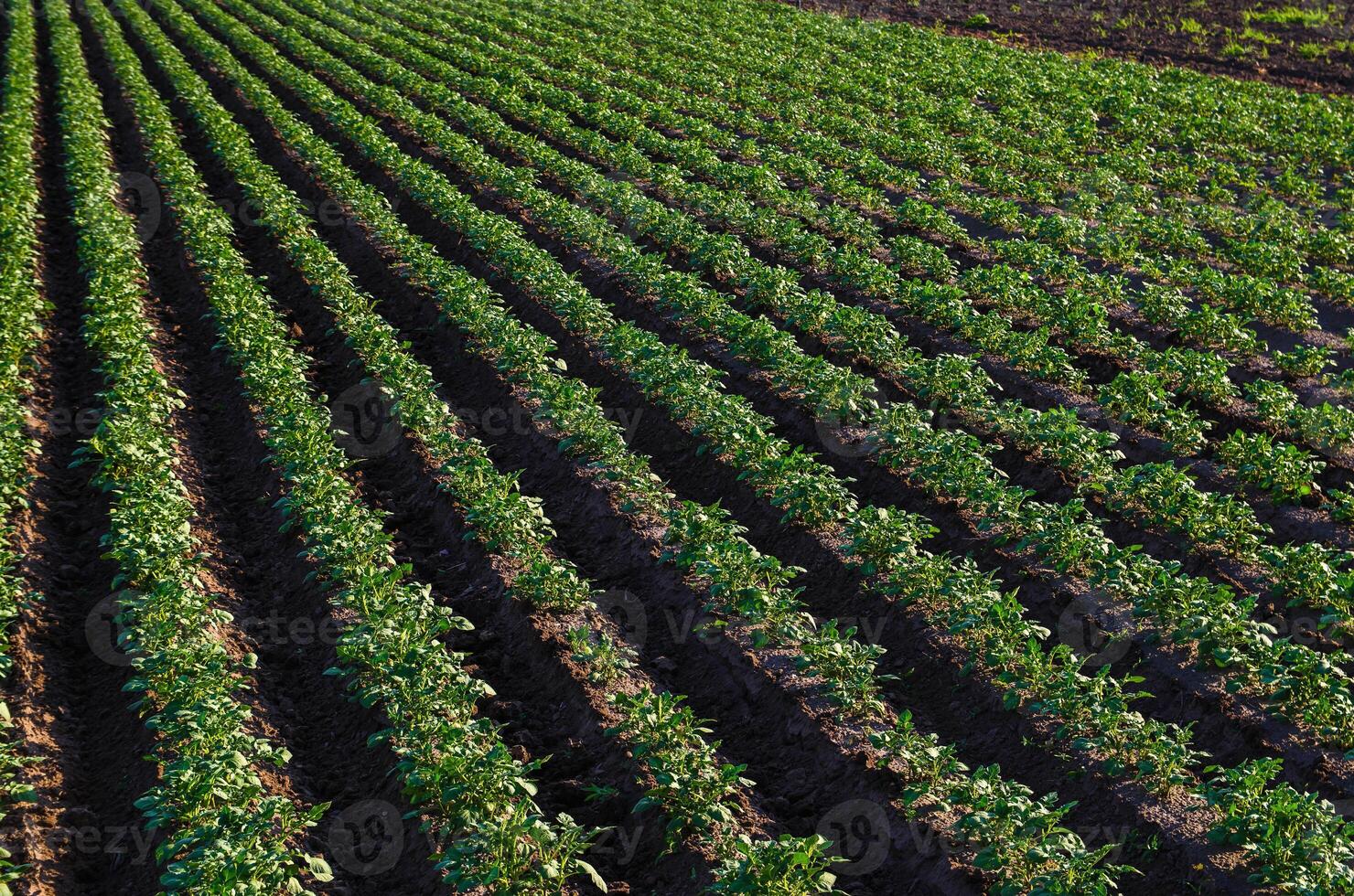 A beautiful view of countryside landscape of the potato fields of southern Ukraine. Organic farming. Harvesting the first potato planting. Agriculture and agro industry. Agroindustry and agribusiness. photo