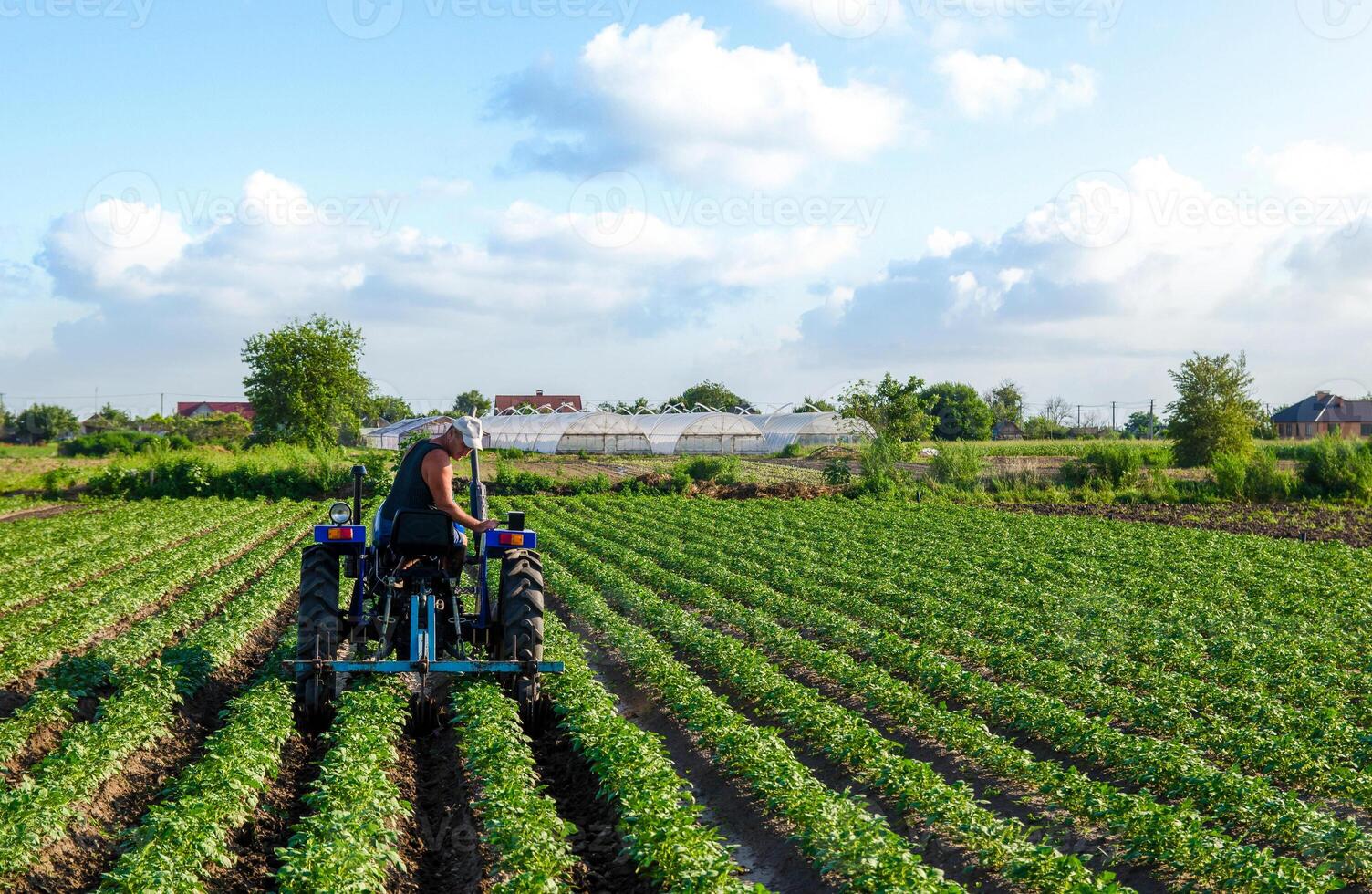 The farmer drives a tractor and plows the field. Agroindustry and agribusiness. Loosening of soil between rows of bushes. Farm machinery. Plowing ground. Cultivation of a young potato field. photo
