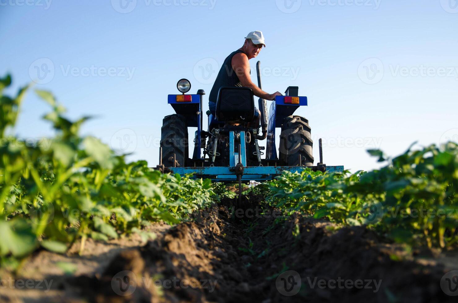A farmer on a tractor cultivates a potato plantation. Agroindustry and agribusiness. Cultivation of a young potato field. Loosening of the soil between the rows of bushes. photo