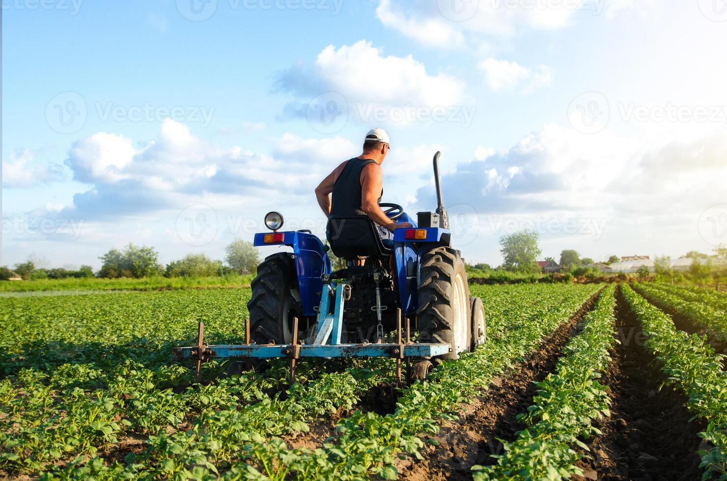 The farmer drives a tractor and plows the field. Agroindustry and agribusiness. Cultivation of a young potato field. Loosening of soil between rows of bushes. Farm machinery. Plowing ground photo
