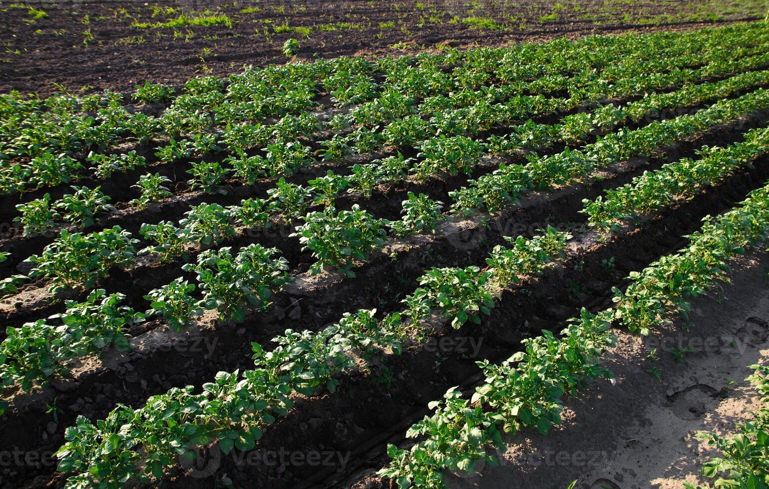 Rows of potato bushes on a farm plantation. Agribusiness organic farming. Agriculture and agro industry. Landscape with agricultural land. Vegetable rows. Growing food for sale. Olericulture photo