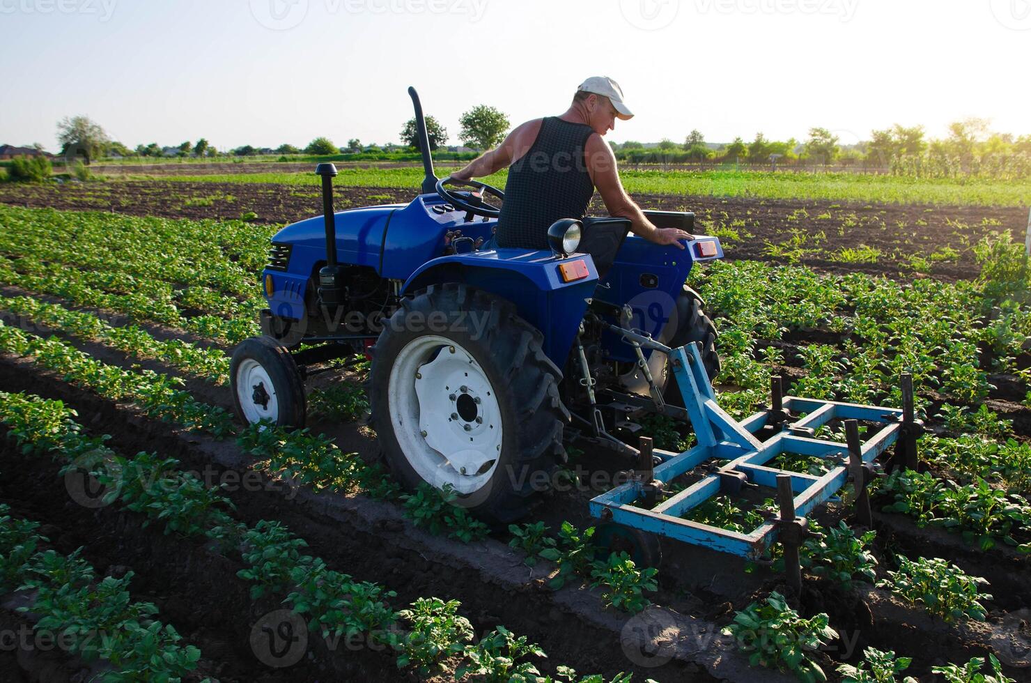 A farmer with a tractor plows the field. Cultivation. Agroindustry and agribusiness. Farm machinery. Crop care, soil quality improvement. Plowing and loosening ground. Work on a potato plantation. photo