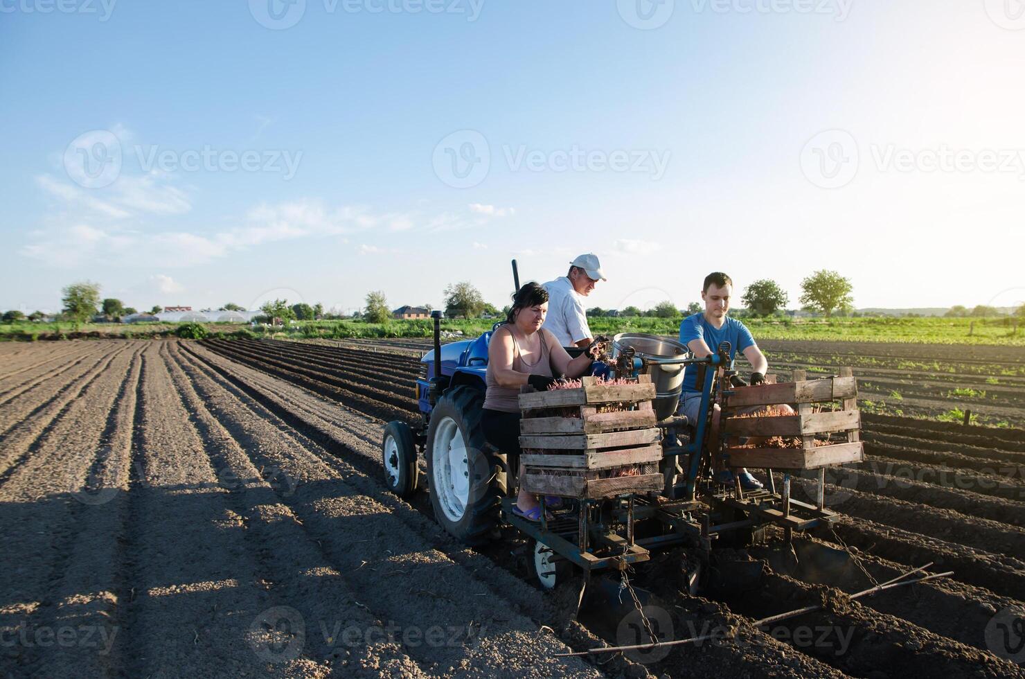 Workers are planting potatoes on the field. Automation of the process of planting potato seeds. Agricultural technologies. Agroindustry and agribusiness. New technological solutions to simplify work. photo