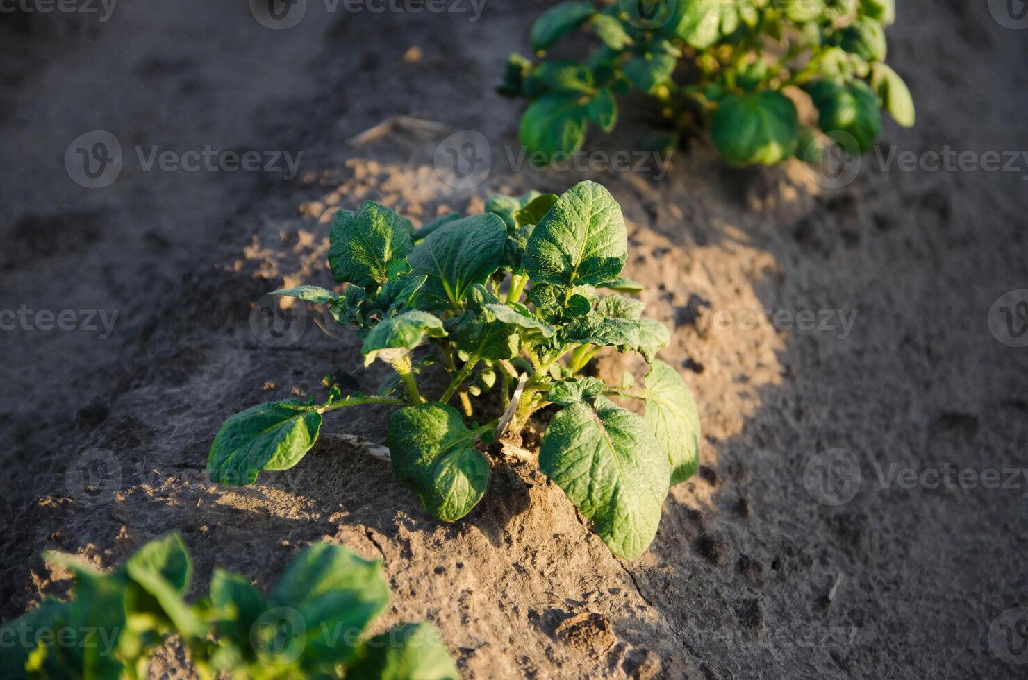 A row of young shoots of potato bushes. Potatoes plants on the field. Agribusiness organic farming. Landscape with agricultural land. Vegetable rows. Olericulture. Agriculture and agro industry. photo