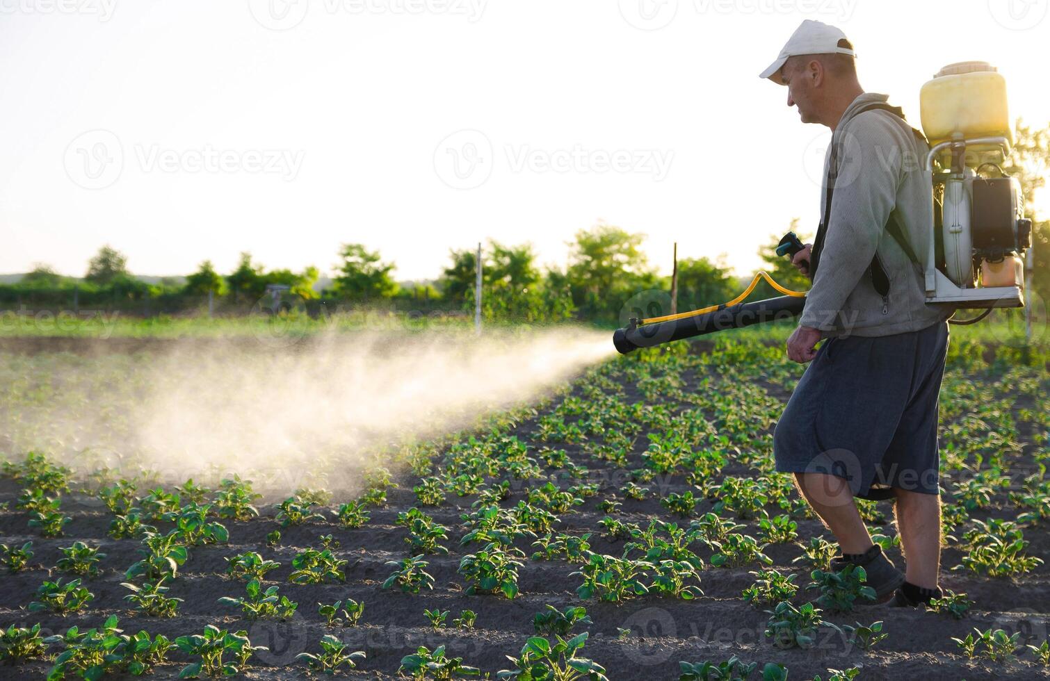 A farmer with a backpack spray treats the plantation with pesticides. Protection of plants from insects and fungal infections. Resistance of the crop to pests. Chemical industry in farming agriculture photo