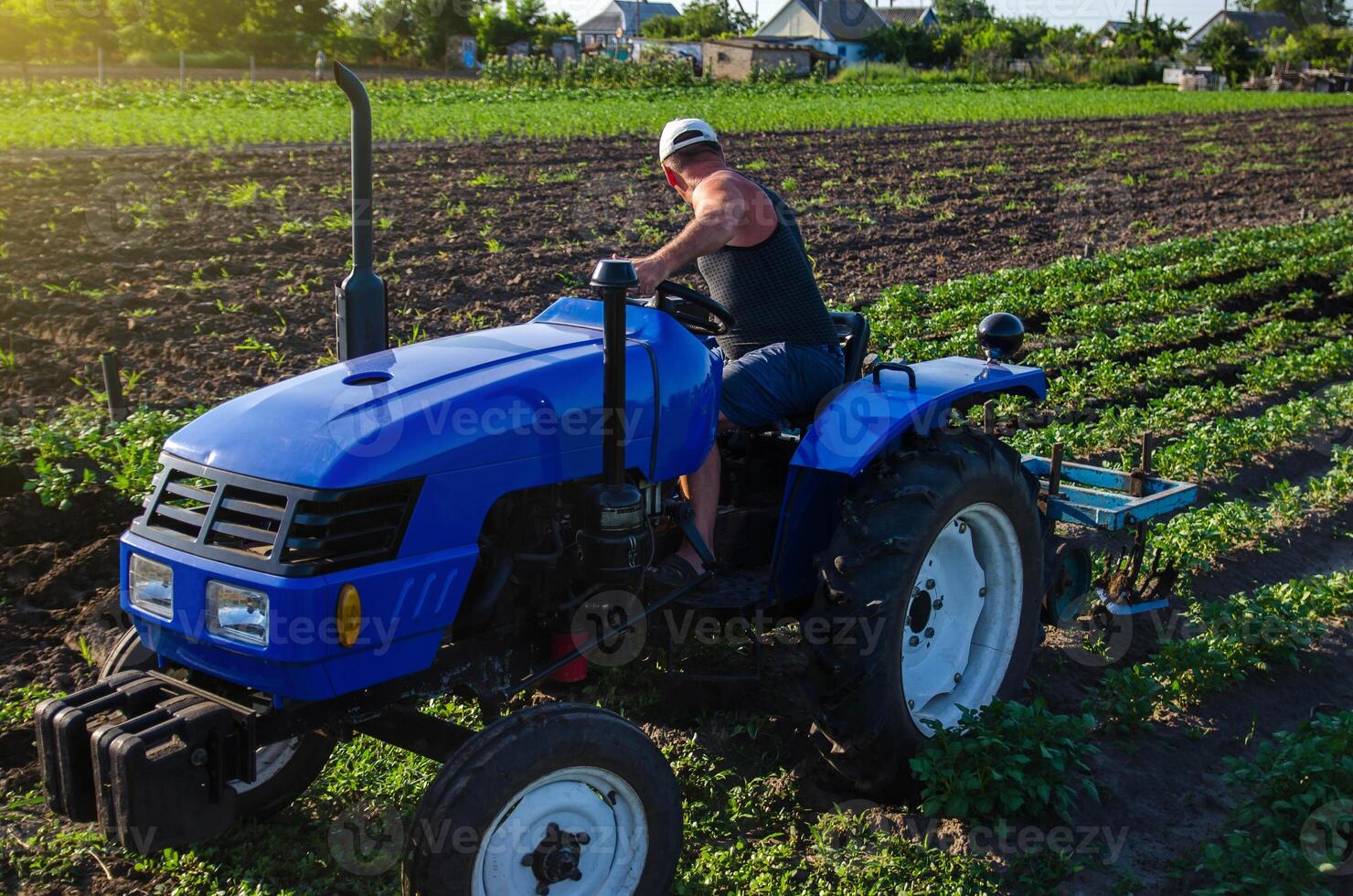 A farmer is cultivating a potato plantation. Young potatoes bushes Agroindustry and agribusiness. Farm machinery. Crop care, soil quality improvement. Plowing and loosening ground photo