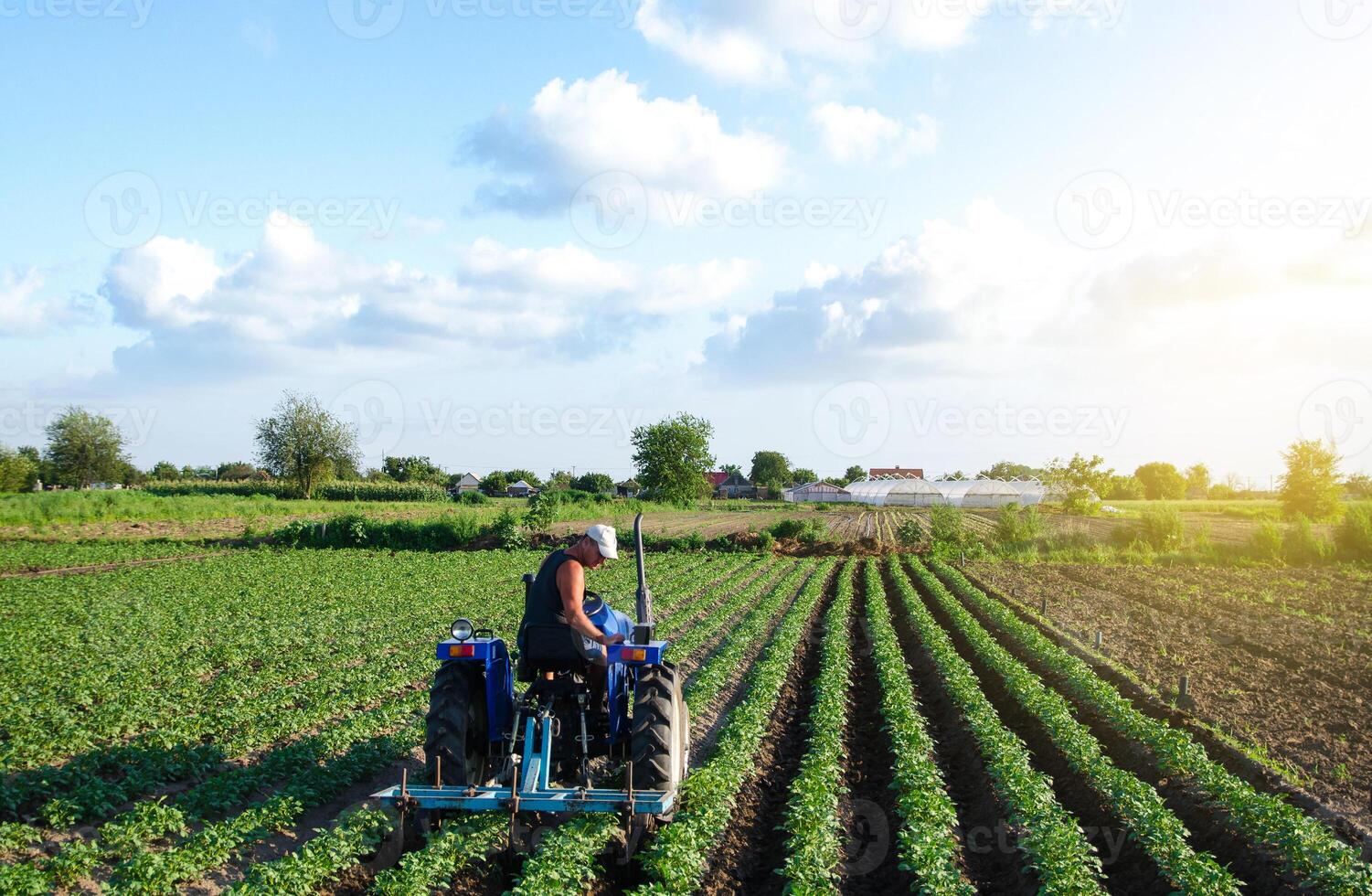 Farmer plows the field on a tractor. Tucking soil, burying weeds and improving flow of air and water into soil. Cultivation of a potato plantation. Loosening between bushes rows. Farm machinery. photo