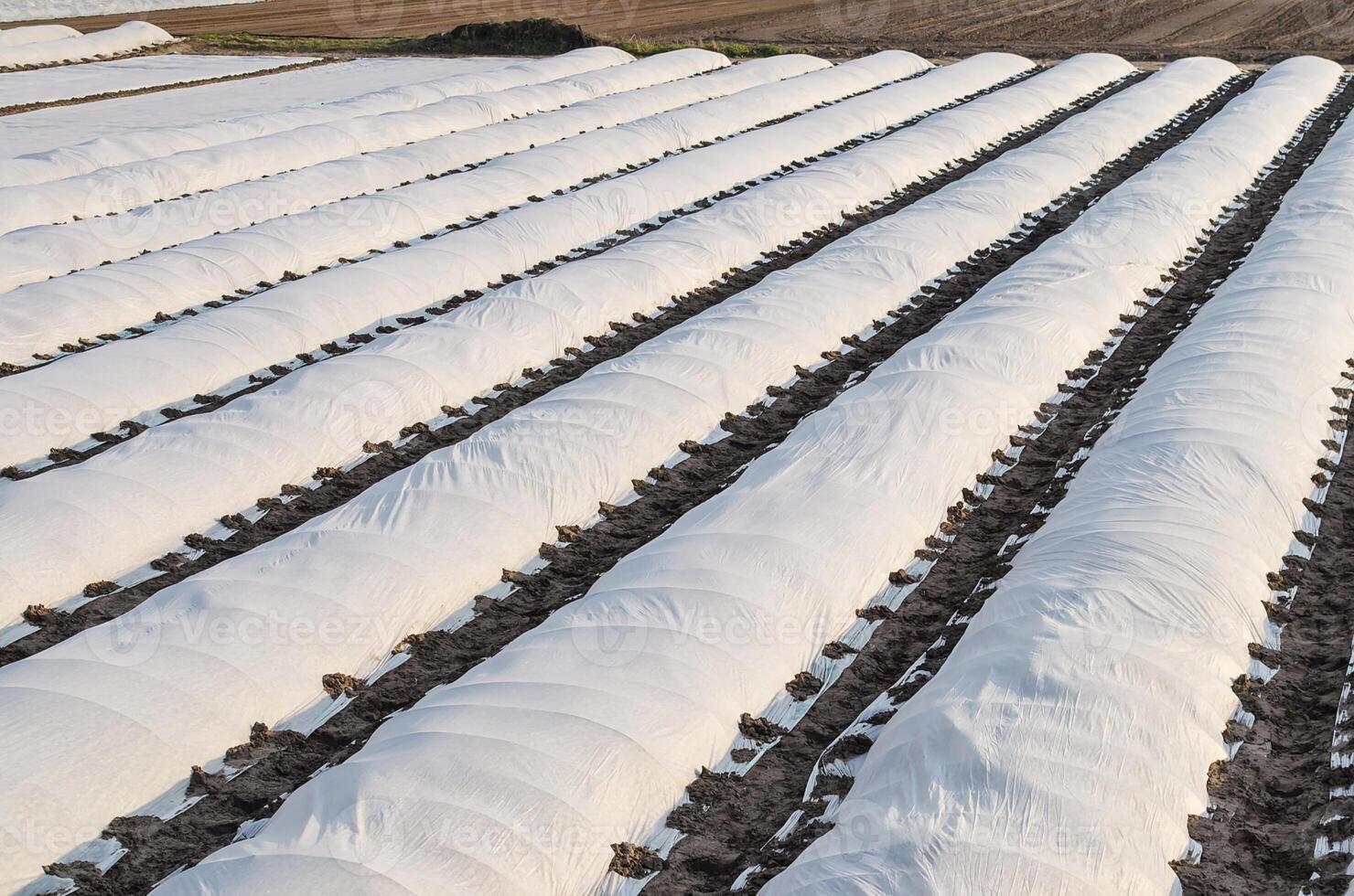 Farm fields covered in rows of membrane-covered spunbond with potatoes planted in early spring. Increased plant survival crop. Protection crops from sudden temperature changes weather effects. photo