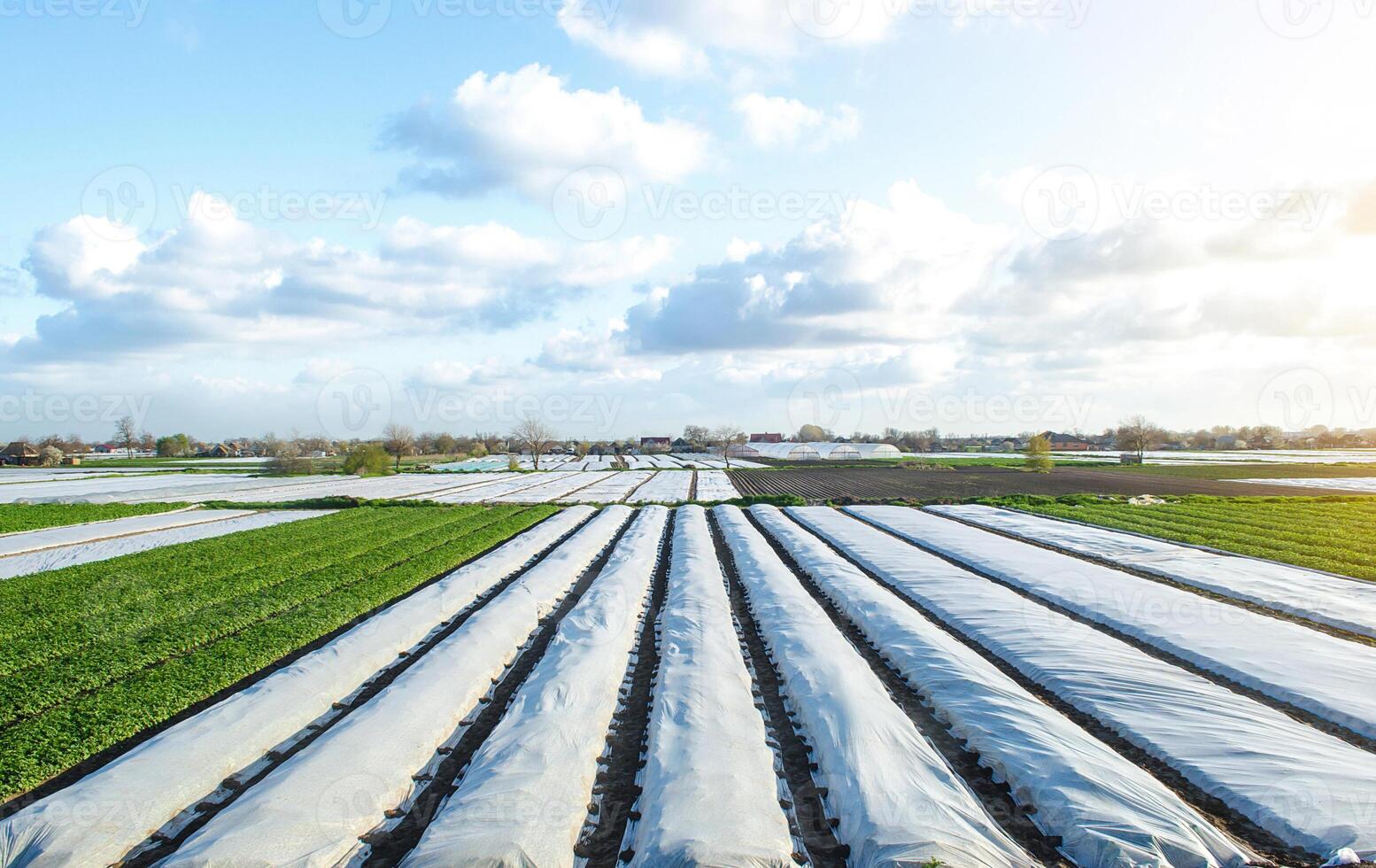 Potato plantation fields partially covered with agricultural spunbond fiber. Gradual removal and hardening of potato bushes plants in late spring. Create a greenhouse effect for care and protection. photo