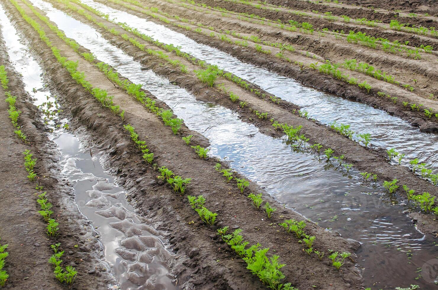 Watering the carrot plantation in early spring. Agribusiness, farmland. New farming planting season. Agroindustry. Farmer subsidies. Olericulture. Agriculture farming on open ground. photo
