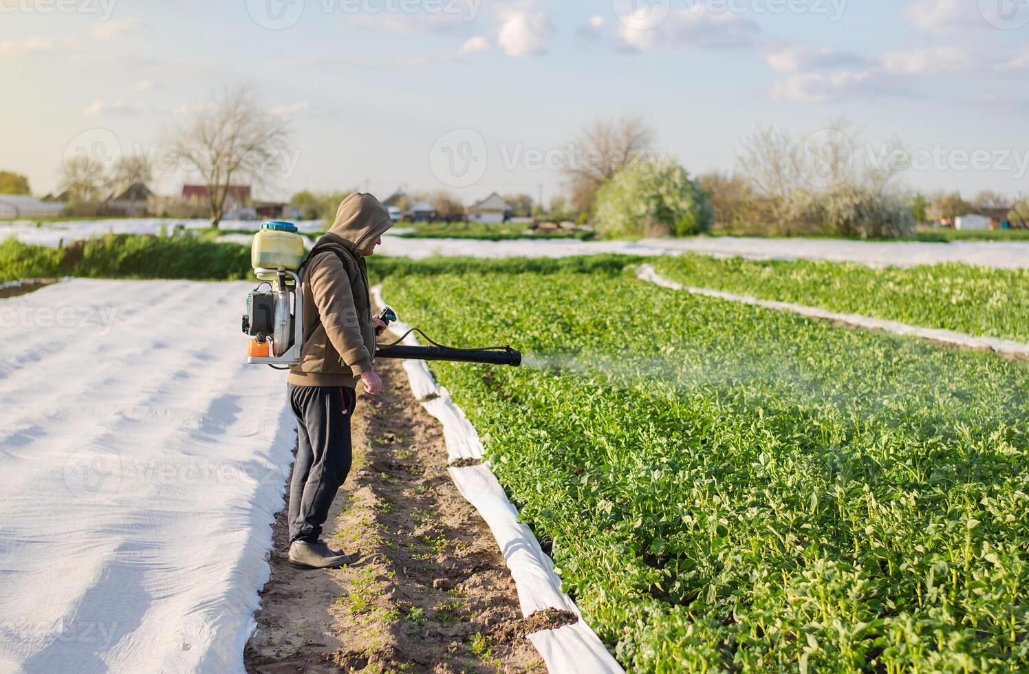 Male farmer with a mist sprayer processes potato bushes with chemicals. Protection of cultivated plants from insects and fungal infections. Increased harvest. Control of use of chemicals growing food. photo