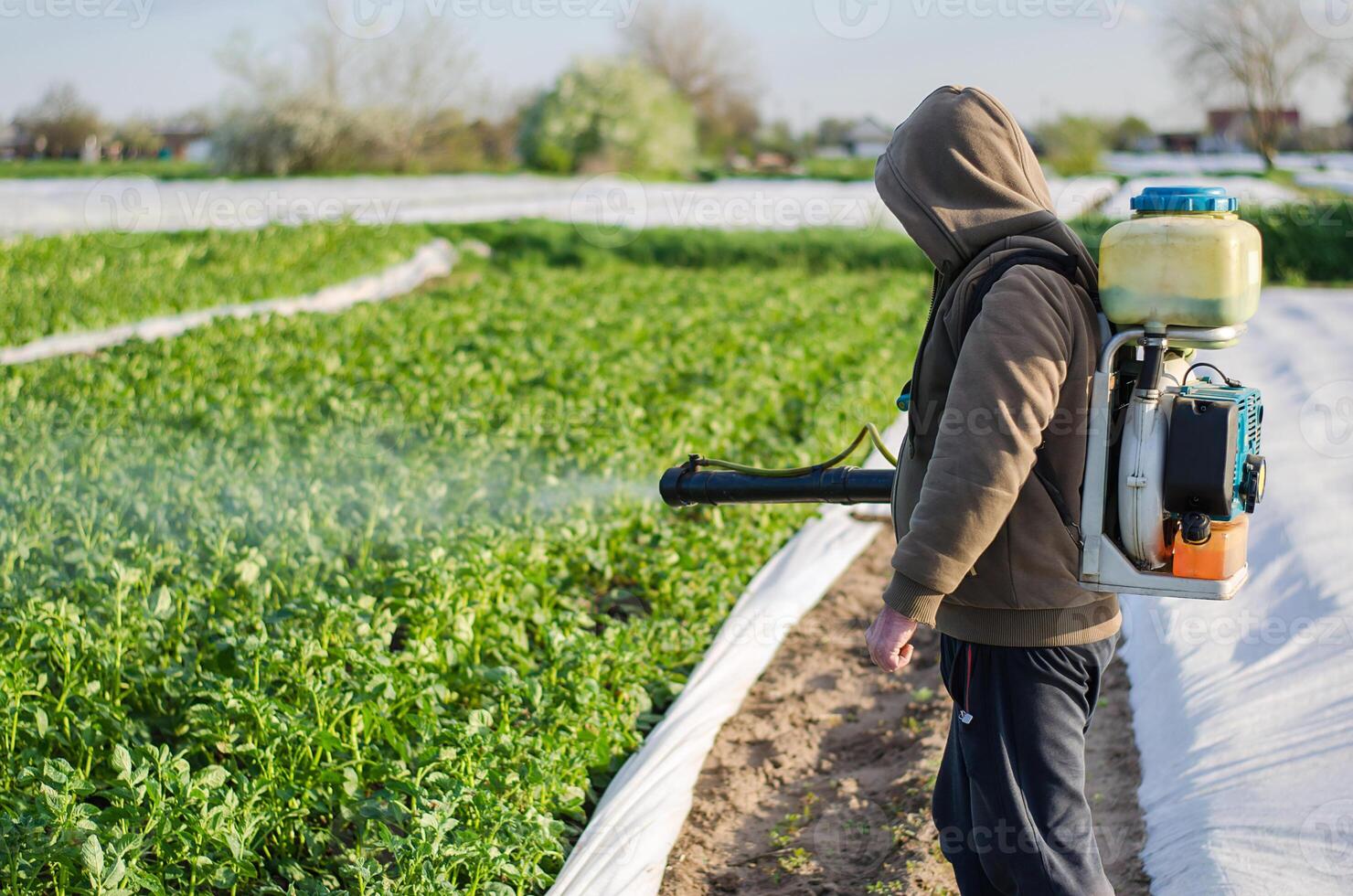 A farmer sprays chemicals on a potato plantation field. Protection of cultivated plants from insects and fungal infections. Increased harvest. Control of use of chemicals growing food. photo