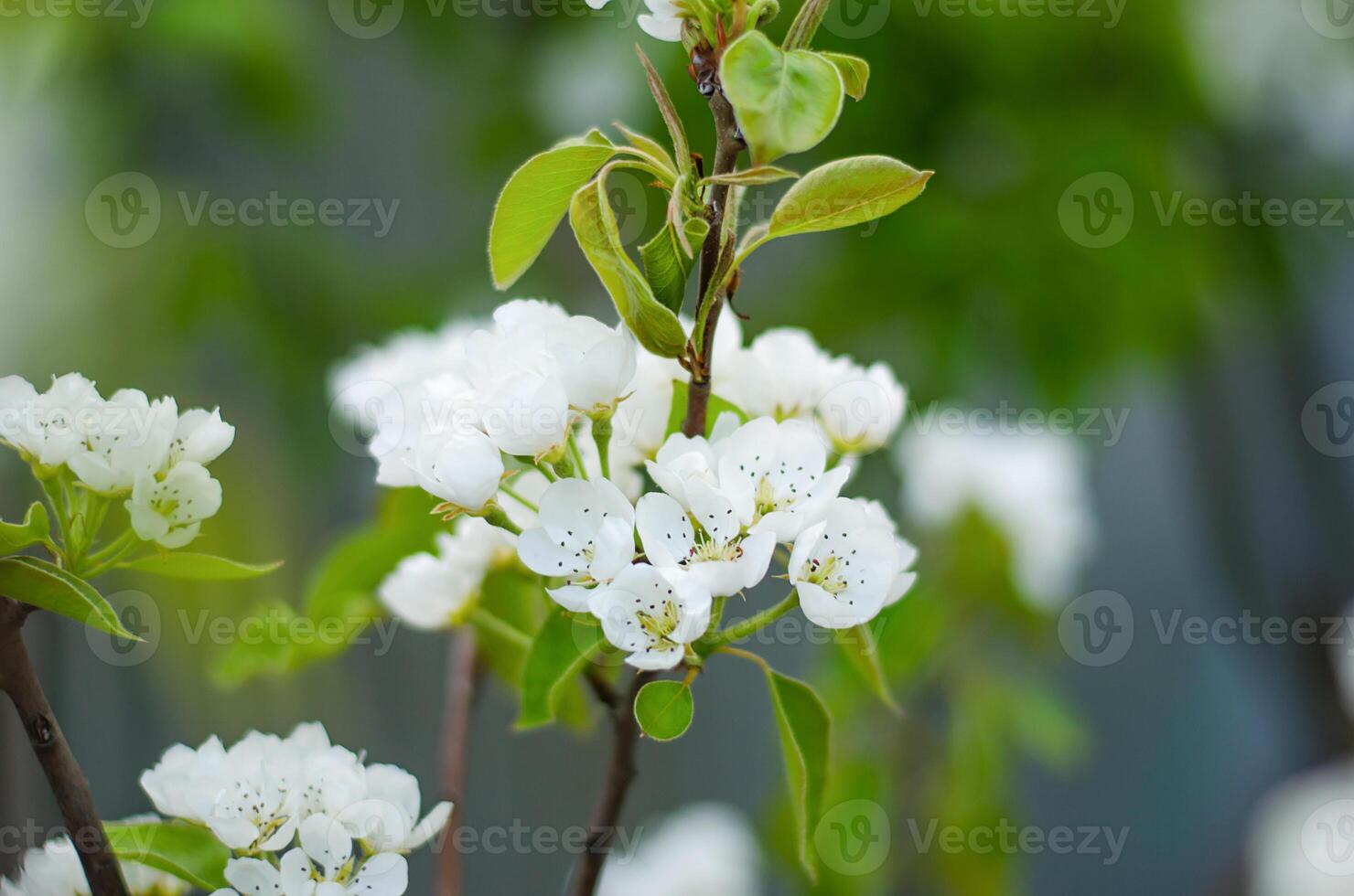 Blossoming pear flowers. Blooming spring garden. Close-up. Flowers. Beautiful view. Agriculture and agro-industry. photo