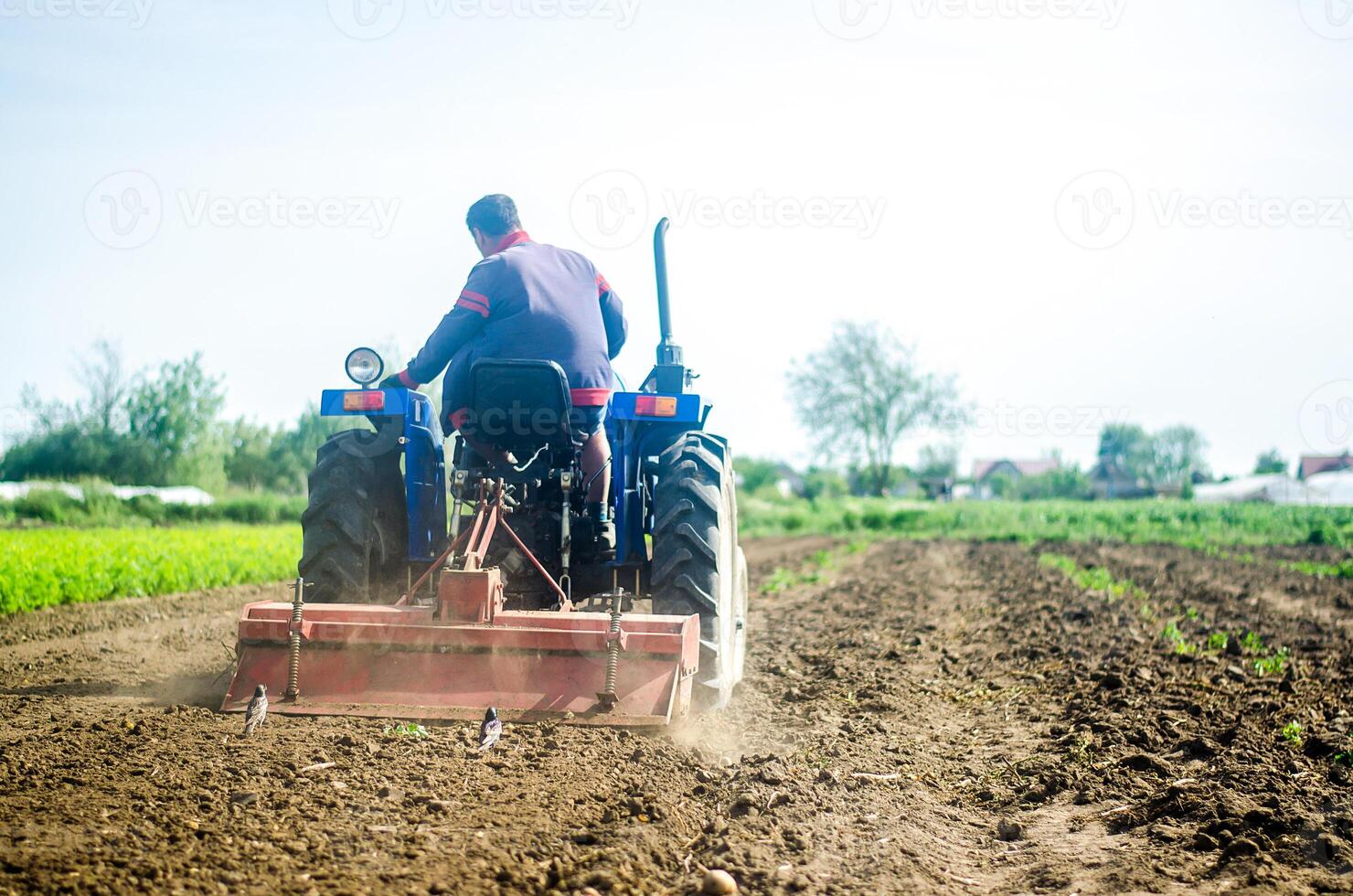 A farmer on a tractor works the soil of a farm field. Loosening surface, land cultivation. Farming, agriculture. Use of agricultural machinery and to simplify and speed up work. Plowing field. photo