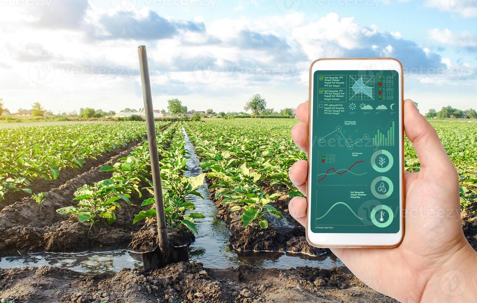 Phone with infographics and a farm field plantation background. Innovative technologies in the agroindustry and food production. Process of crop maturation. The Internet of Things in Agriculture photo