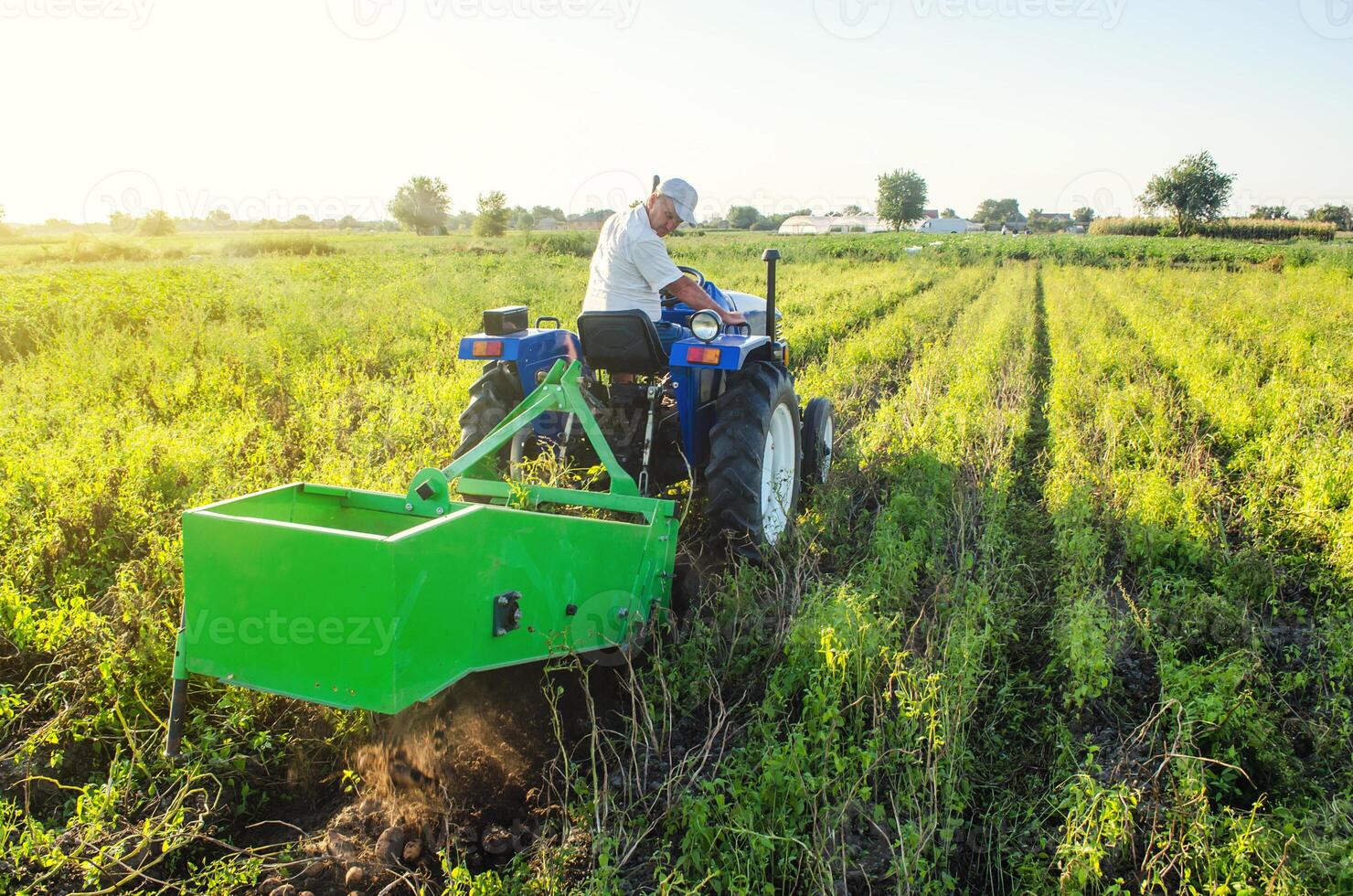A farmer on a tractor drives across the field and digs potatoes. Farming and farmland. Harvesting potatoes in autumn. Countryside. Food production. Extract root vegetables to surface. photo