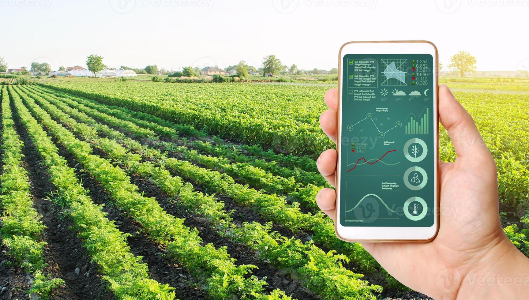 The farmer holds a phone and receives information parameters and data from agricultural field. Advanced technologies in agriculture. Agroindustry and agribusiness. European organic farming. Hi-tech photo